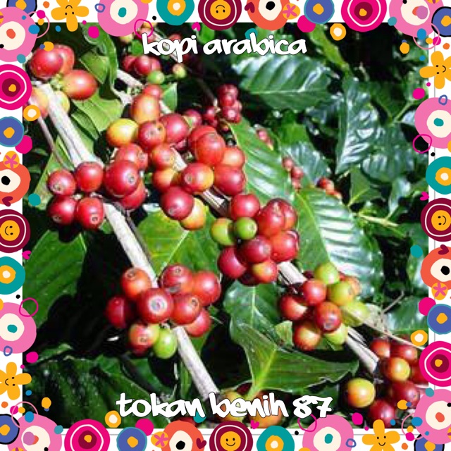 Anak pokok kopi arabica Shopee Malaysia Anak pokok kopi arabica Shopee Malaysia