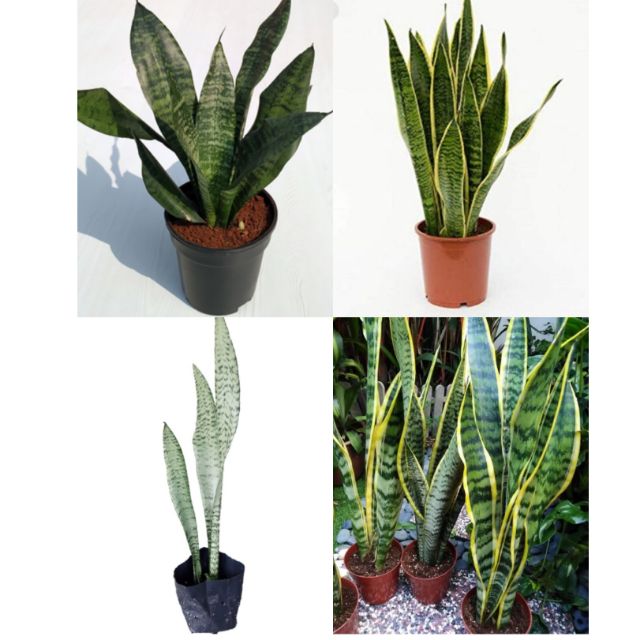 Snake Plant Lidah Mak Mertua Sansevieria Trifasciata Golden Yellow ...