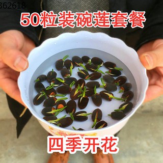 biji benih biji Menyemai empat musim 50 mangkuk biji biji benih biji Menyemai empat musim 50 mangkuk biji