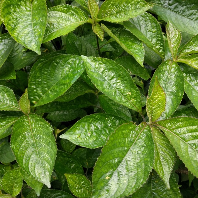 Aj Herbs Pelbagai Khasiat Daun Pecah Beling Pecah Facebook