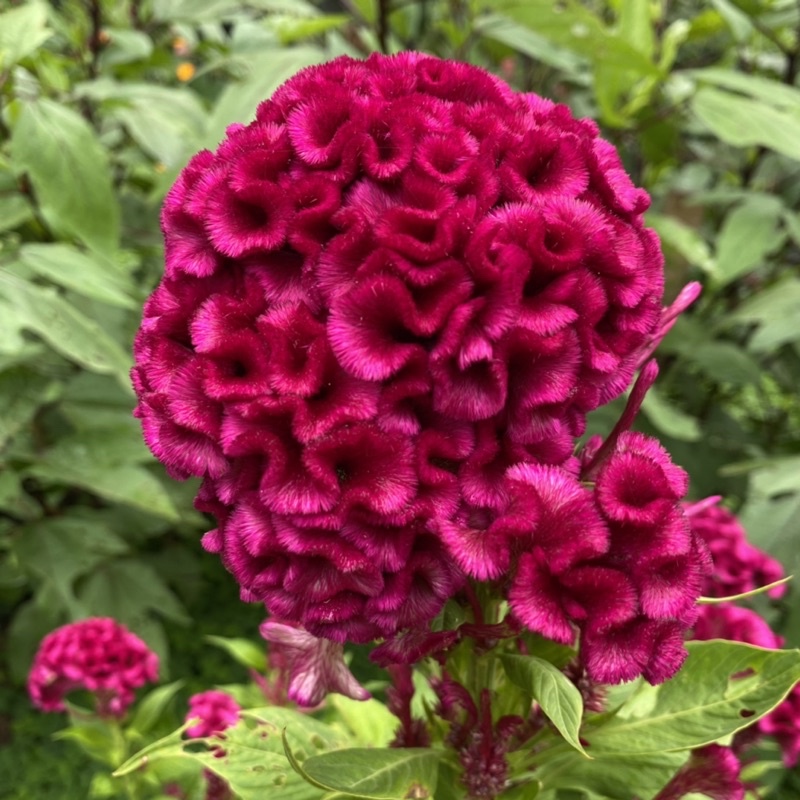 Celosia cockscomb/bunga balung ayam (anak pokok ±1 kaki) | Shopee Malaysia