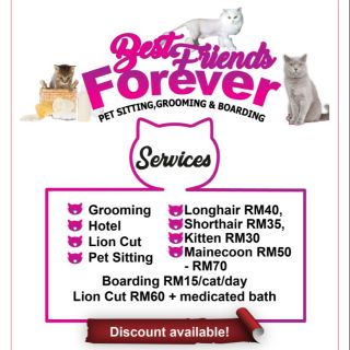 Cat Grooming Sla Cat Care Lion Cut Cat Hotel Cat Boarding Shopee Malaysia