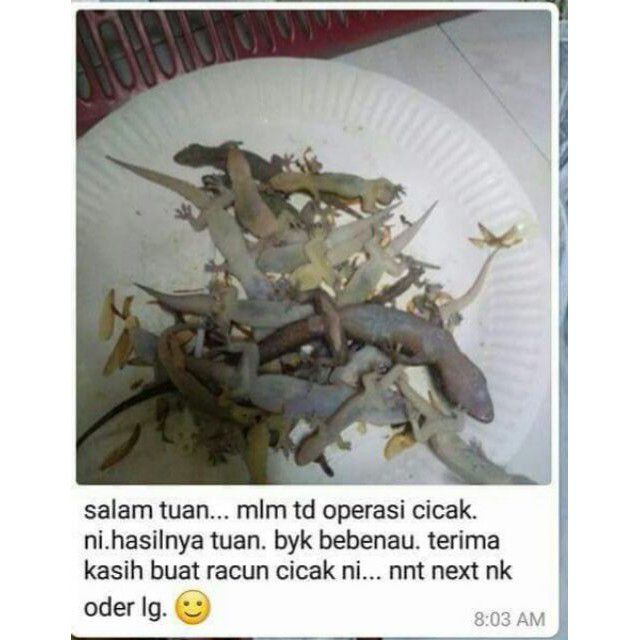 UBAT CICAK VIRAL - RACUN CICAK TOKEK LIZANT 15gm  Shopee 