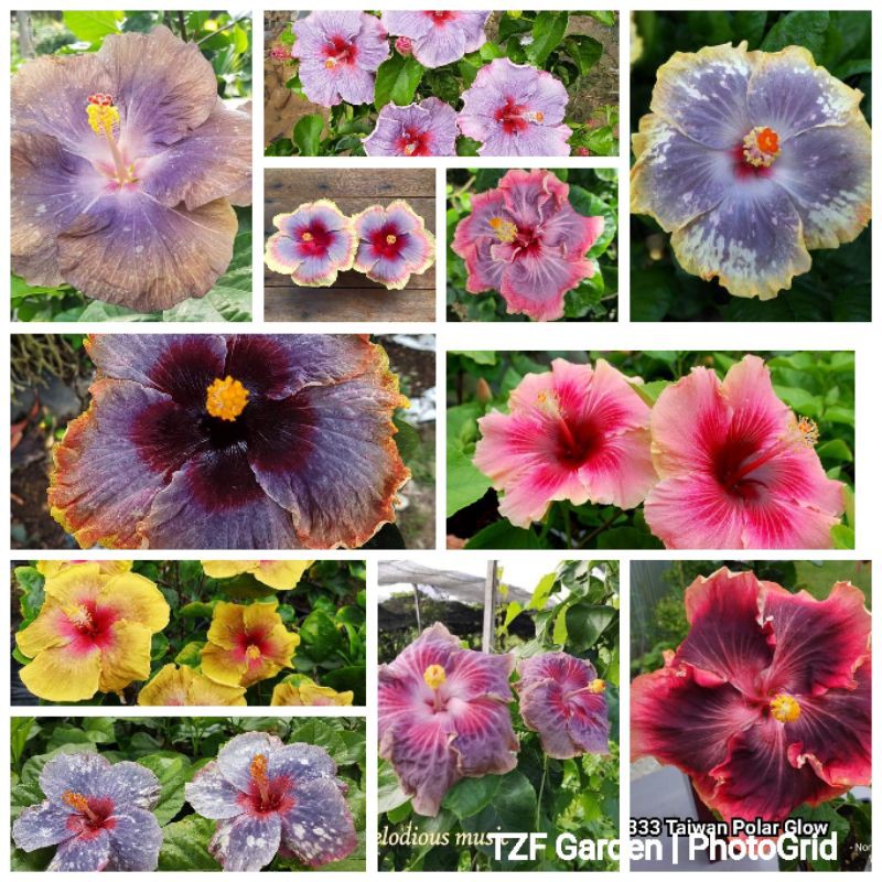 Part 2/6 : Pokok Bunga Raya Hibrid Hybrid / Hibiscus Early Morning Merville superstar polar glow