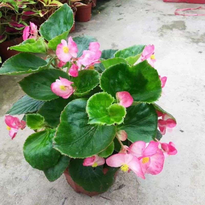 Bunga Begonia/ Begonia Plant | Shopee Malaysia