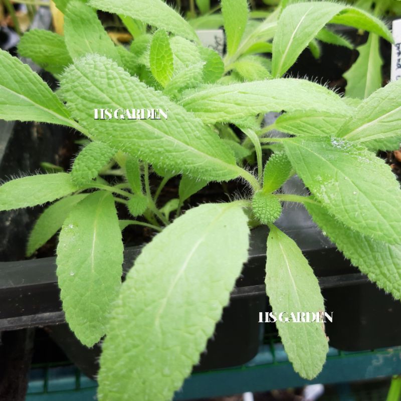 Buy 100 Biji Sage Sage Seeds English Herbs Salvia Officinalis Seetracker Malaysia