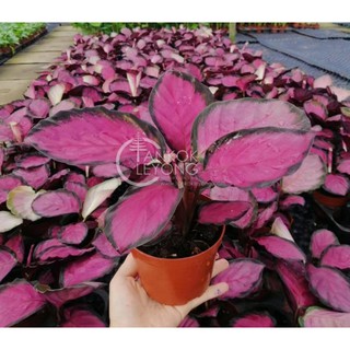 TKL Calathea  Roseopicta Crimson   Shopee  Malaysia