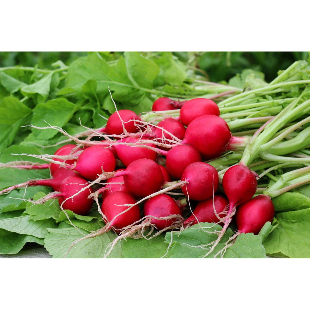 Radish Red Seeds Benih Lobak Radish Merah Ready Stock Shopee Malaysia