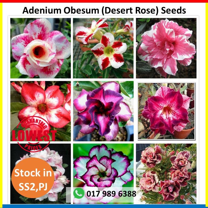 20pcs adenium obesum seeds desert rose perennial flower garden bonsai plant HI 