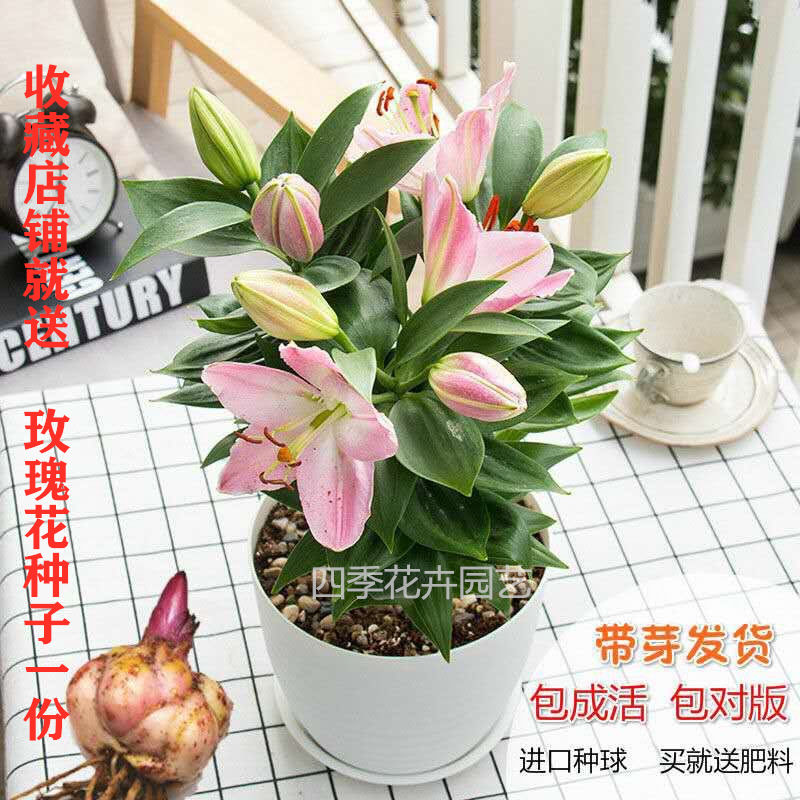 香水百合种球带芽耐寒四季盆栽室内阳台花卉绿植种子浓香型百合花