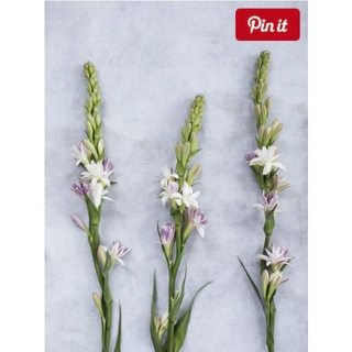 20pcs 70cm Bunga Manggar Lidi