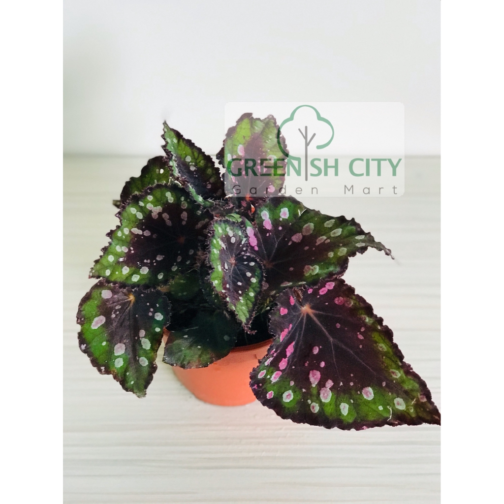 Gnc Home Garden Begonia Rex Red Variegated Live Plant Pokok