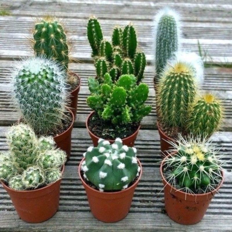 Small Round Flower Pot /Pasu Bunga Kecil Plastik/ Pasu Buga Bulat ...