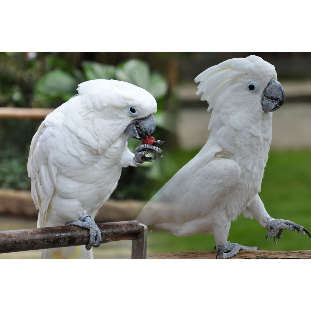 Makanan Burung Berkualiti Parrot Food Sun Flower Seed Kuaci Zupreem Sekoi Mix Seed 1kg Shopee Malaysia