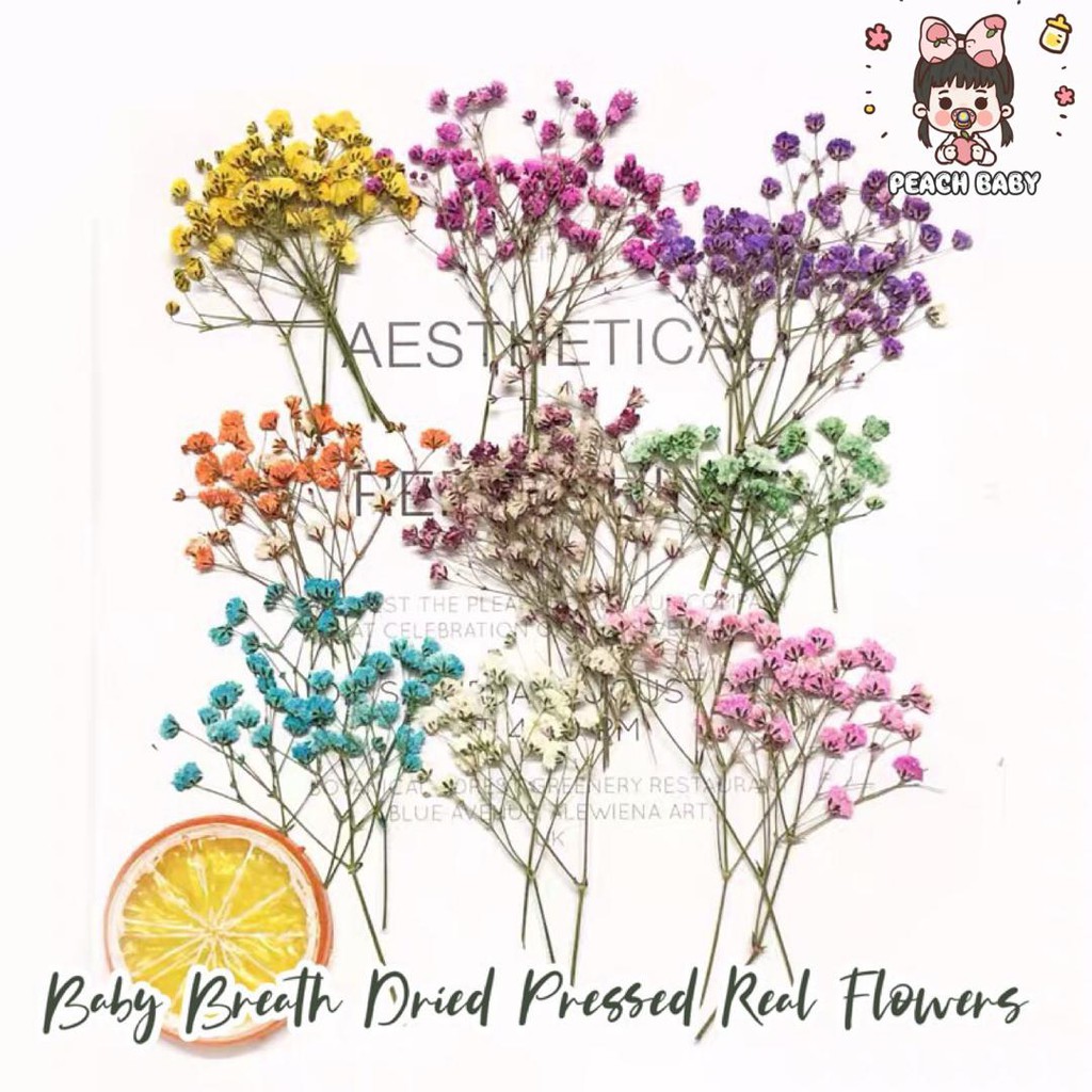 12 Pcs Baby Breath Real Pressed Dried Flowers Expoxy Resin Ab Glue Diy Casing Handcraft Plant Specimen 满天星diy干花压花押花水晶滴胶 Shopee Malaysia