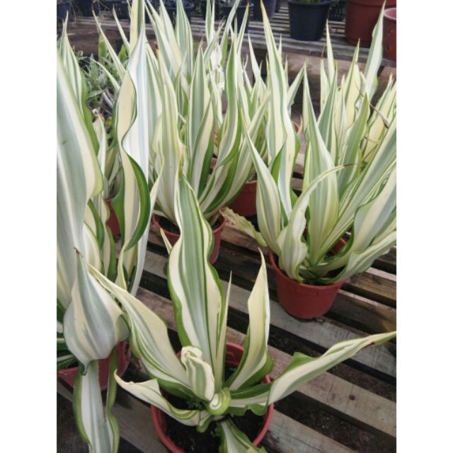  Pokok Agave kuning putih outdoor plant Shopee Malaysia