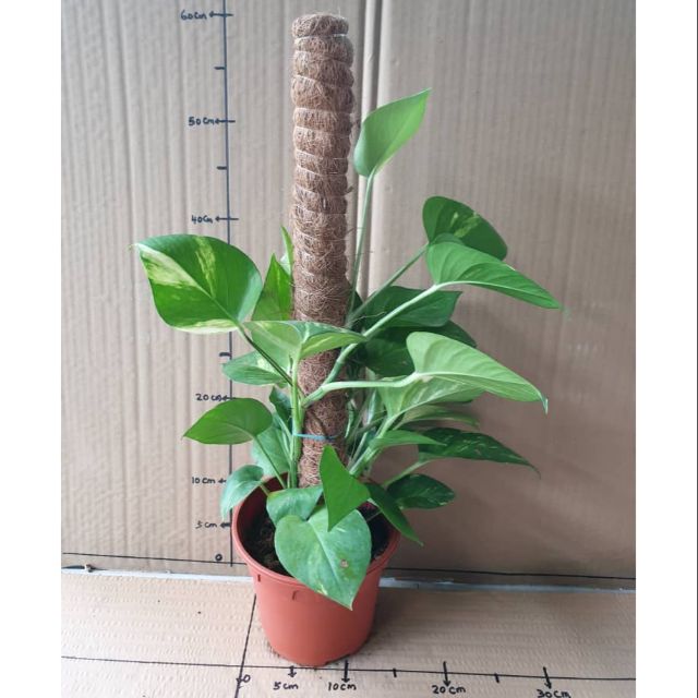 Order Today Shiptomorrow Real Life Plant Money Plant Shopee Malaysia