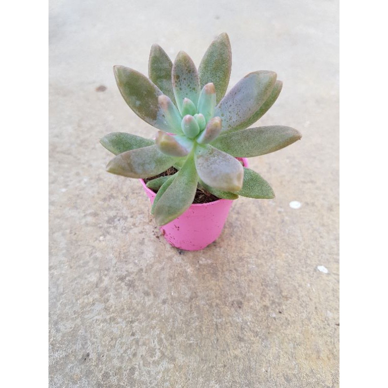 Live Succulent Plant Pot Size 5cm Ready Stock 多肉植物秋丽 Shopee Malaysia