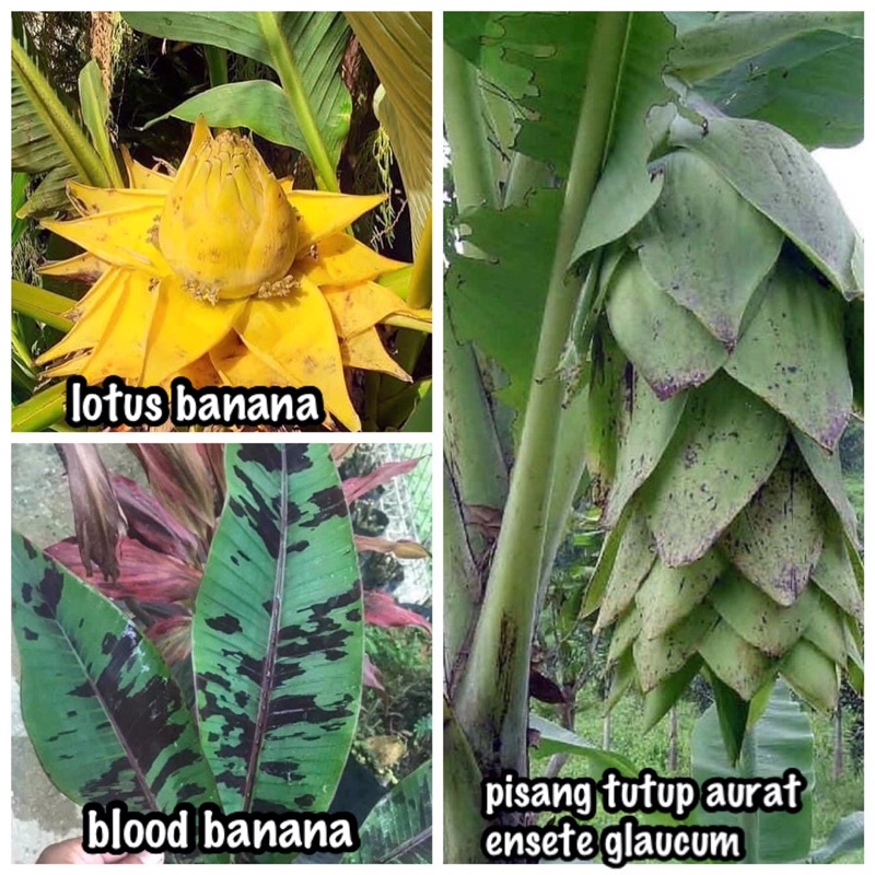 Pokok Pisang Hiasan Ensete Glaucum Pisang Tutup Aurat Lotus Banana