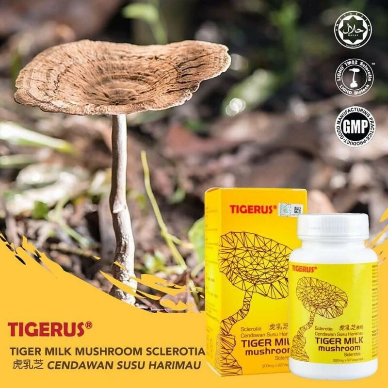 Tigerus LiGNO TM02 Tiger Milk Mushroom Sclerotia 300mg/420mg,Cendawan