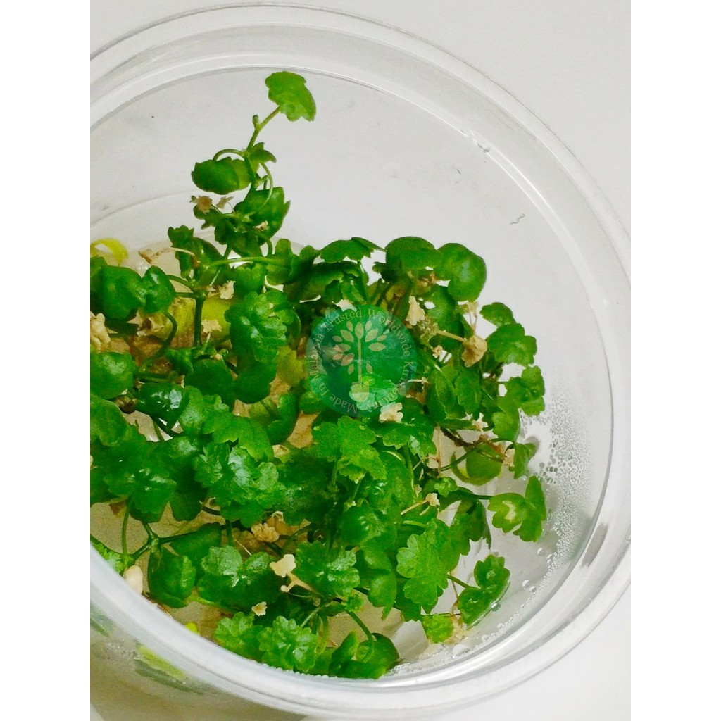 Hydrocotyle Sp Japan Tissue Culture Aquatic Plant Shopee Malaysia