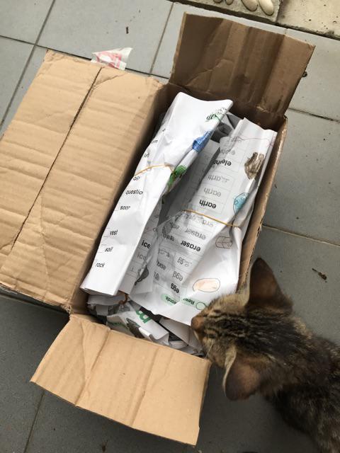 Ketapang, daun ketapang, ketapan, leaf, ikan laga, guppy 