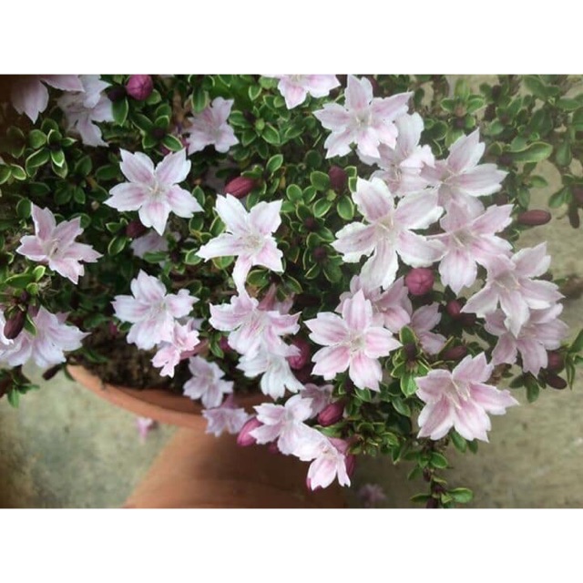 pokok bunga  serissa warna  pink  Shopee Malaysia