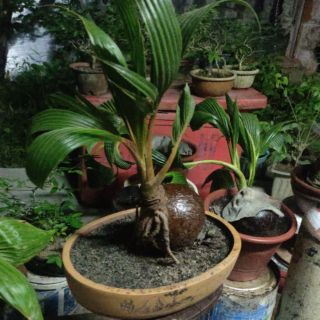 Bonsai Kelapa  Pokok Kelapa Hiasan  Deko Hias Rumah Shopee 