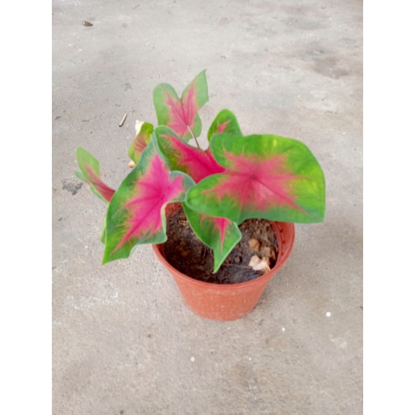 Buy Pokok Bunga Keladi Viral Seetracker Malaysia