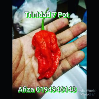 biji benih cili habanero / geronong/ kulai 461 | Shopee ...