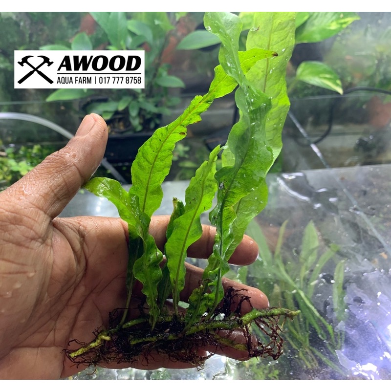 Java Fern | Microsorum Pteropus | Low Tech | Aquascape | Aquatic plant ...