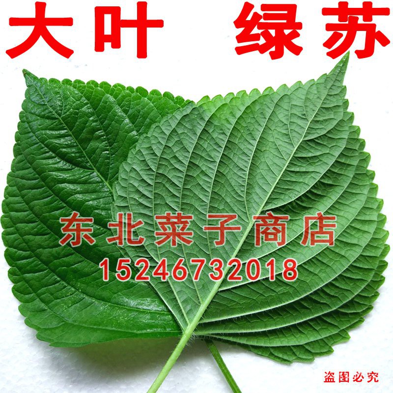 Seed新东北苏子叶种子白苏绿叶可留种食叶食籽大叶双面绿苏种子 Shopee Malaysia