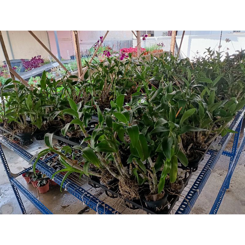 Orkid Dendro (Tanpa ID, & Tanpa Bunga)  Shopee Malaysia