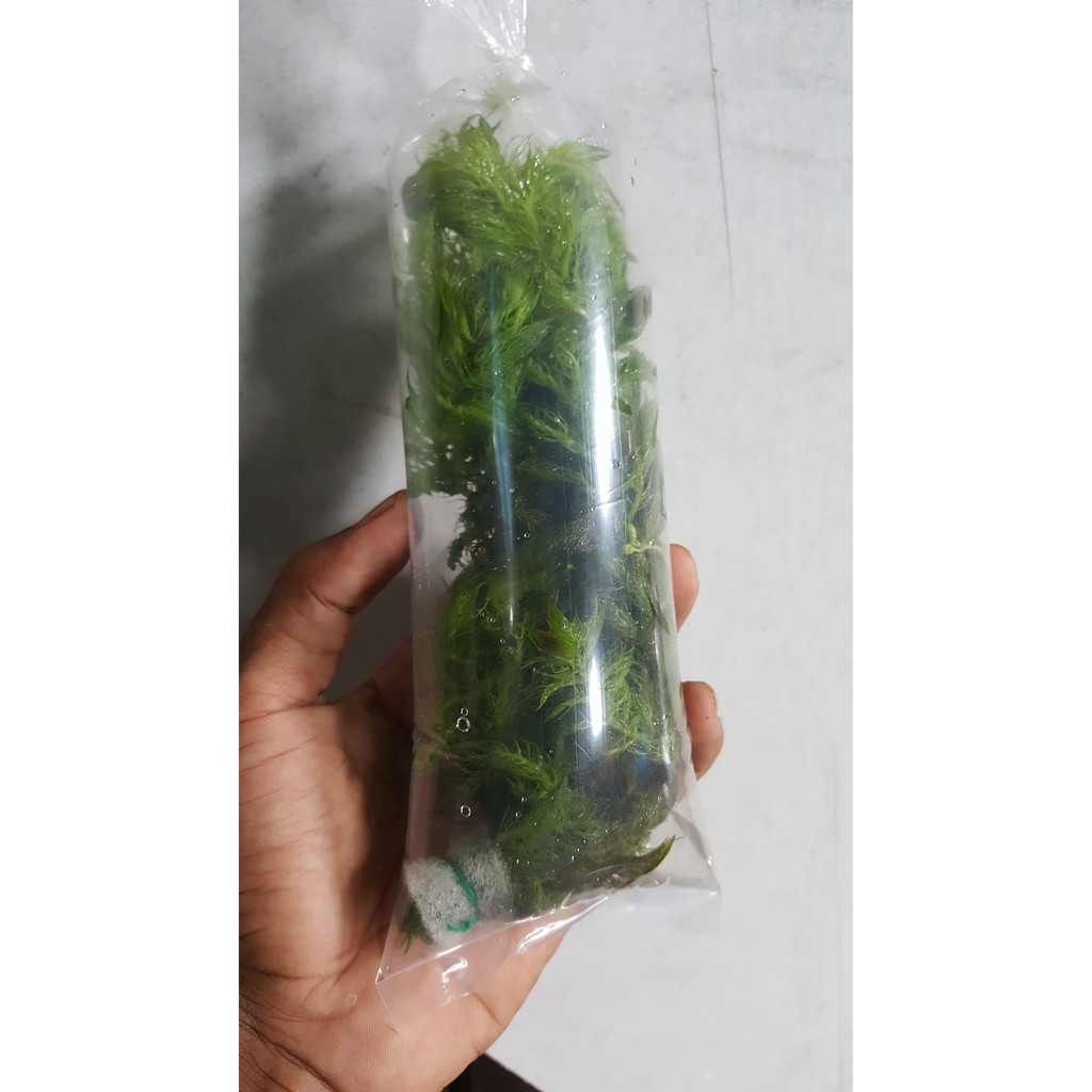 Utricularia Aurea  Rumpai Ekor Kucing  Rumpai Ekor Kuning 