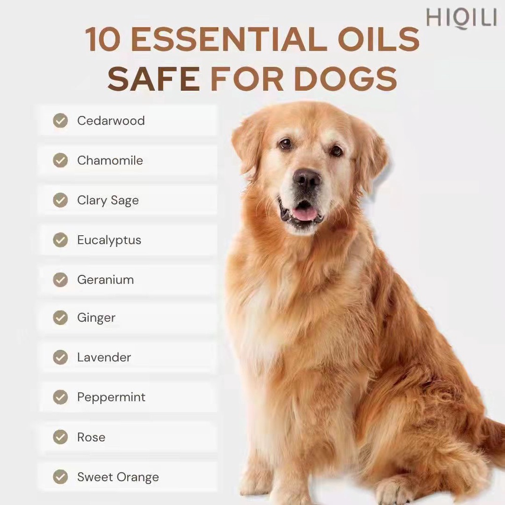 is ginger oil safe for dogs