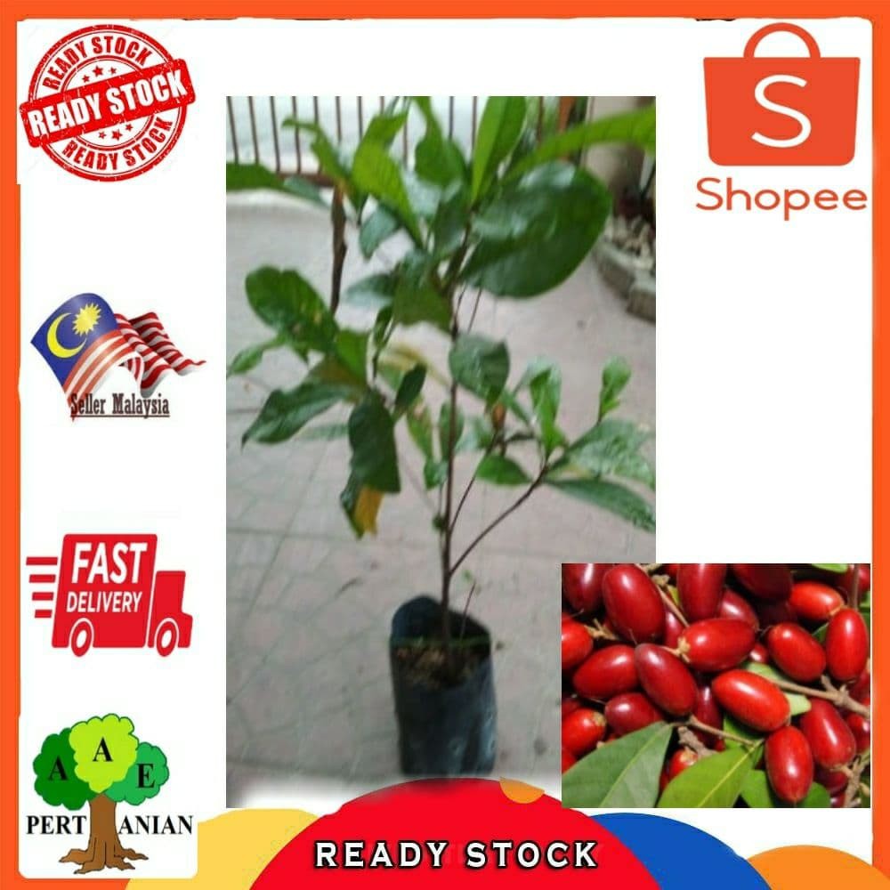 Buy Pokok Buah Ajaib Miracle Berry Dari Tut Didalam Polybag Seetracker Malaysia