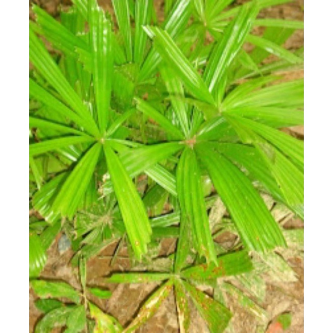 Buy Anak Pokok Daun Palas Ketupat Atau Untuk Hiasan Seetracker Malaysia