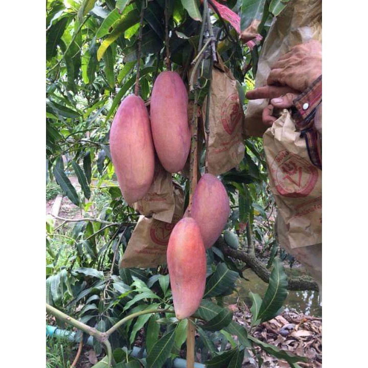 Anak Pokok Mangga Gajah Merah | Shopee Malaysia