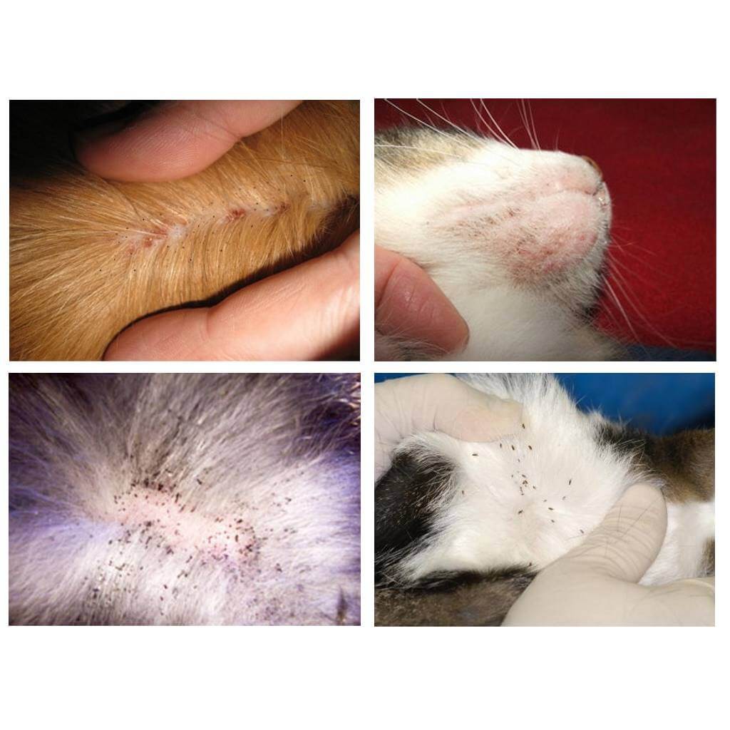 Cat Lice Spray Kutu Kucing Shopee Malaysia
