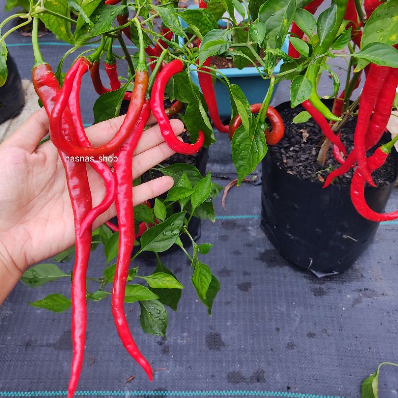 10pcs Benih Cili Merah Panjang Super Long Red Chilli Seeds Rare Chili Seed Shopee Malaysia