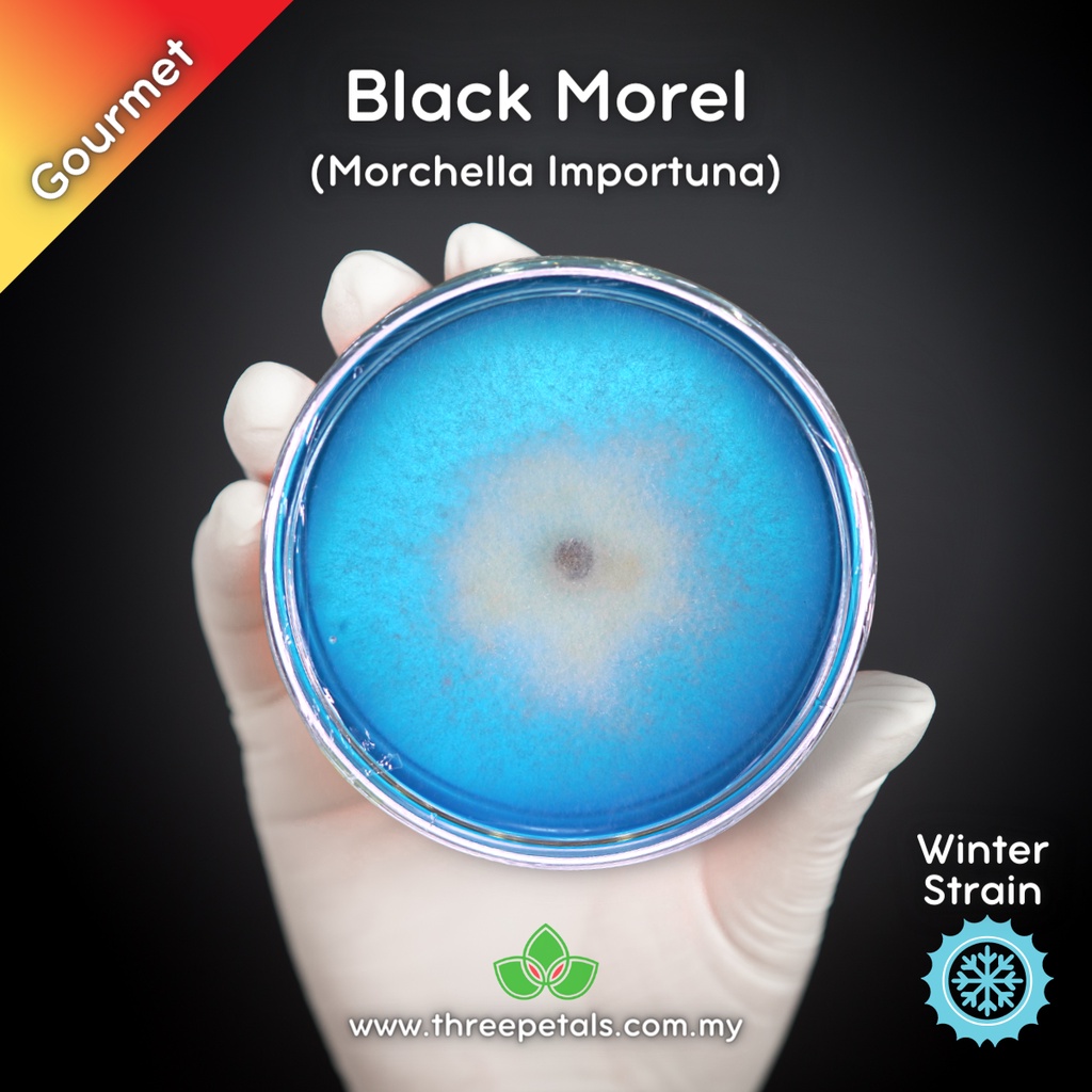 Black Morel (Morchella Importuna) Live Mycelium Mushroom Culture Spawn