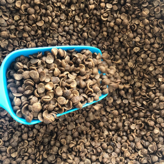 Mini Coco Crunch Ready Stock