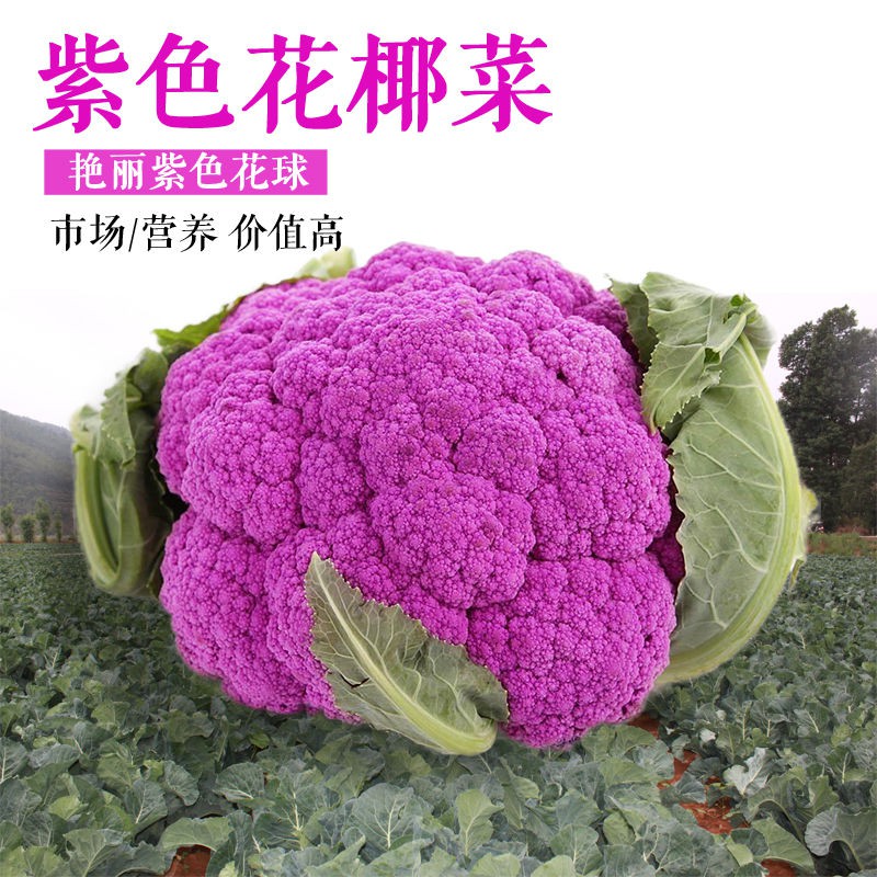 Purple Cauliflower Seeds Farm Organic Broccoli Seeds Early Maturing Im 紫色花椰菜种子农家有机西兰花种子早熟进口紫花菜种子菜花种子tznppjey Shopee Malaysia