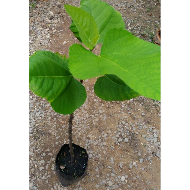 Anak pokok Tin Iraqi | Shopee Malaysia