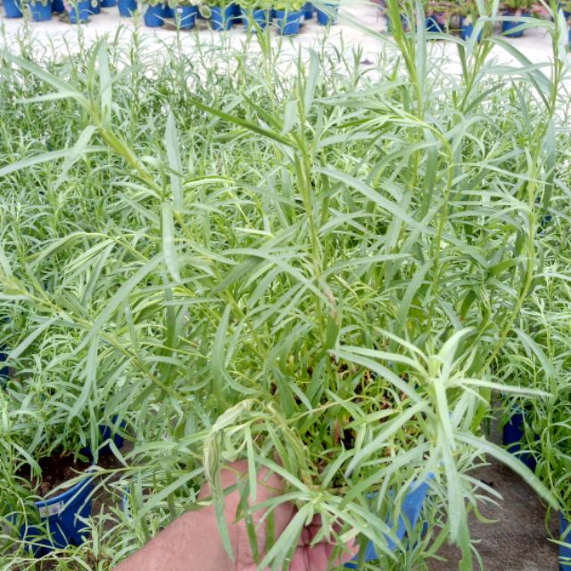 Anak Pokok Herba Tarragon Live Plants Tarragon Herb Potted Plants Indoor Plants Pokok Hiasan