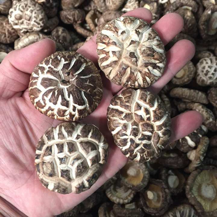 白花菇500g White Bromod