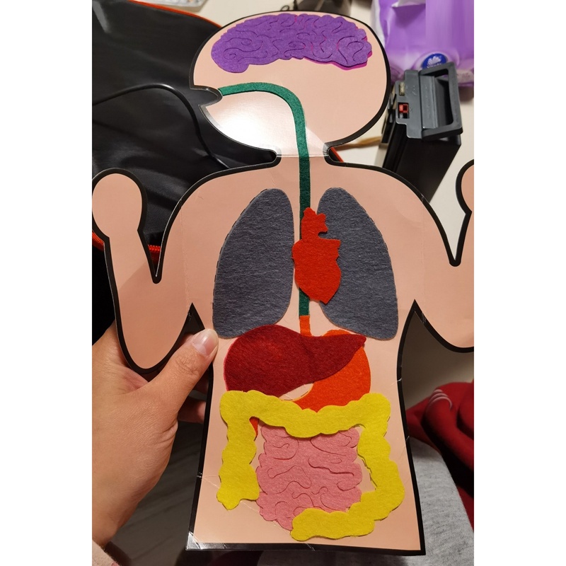 Kids Montessori 3D Puzzle Non Woven Human Body Model Learning Internal Organ Teaching Aid Assembly Early Education Toys