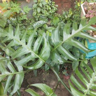 Fresh Cutting Epipremnum Pinnatum Variegated EPV Albo / Skeleton Key ...