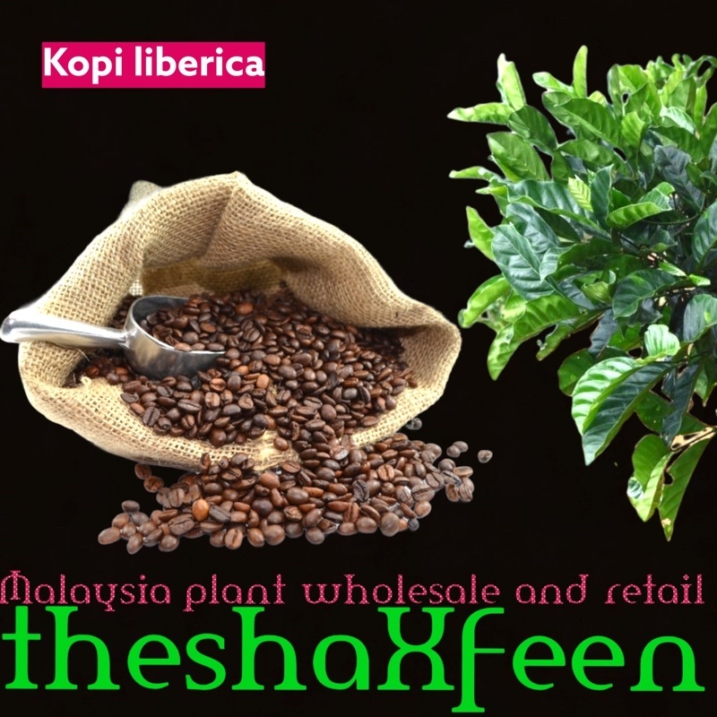 Buy Pokok Kopi Liberica Theshaxfeen Seetracker Malaysia