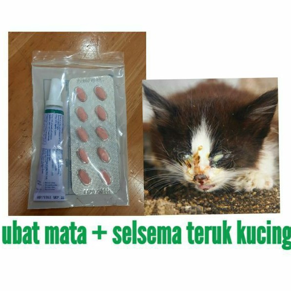 ubat untuk kucing demam